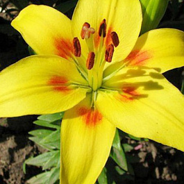 Лилия азиатская Джайв