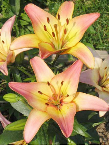 Лилия азиатская Коррида