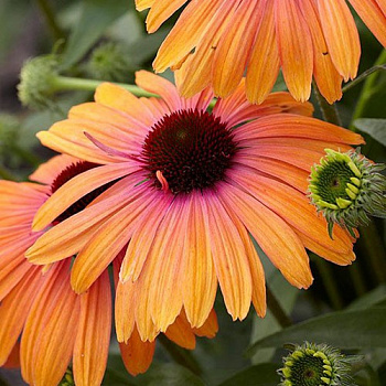 Эхинацея пурпурная Рейнбоу Эприкот