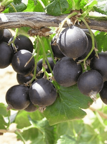 Йошта Jostaberry