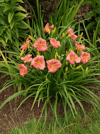 Лилейник Dress Code