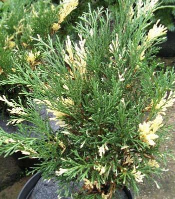 Можжевельник горизонтальный Variegata