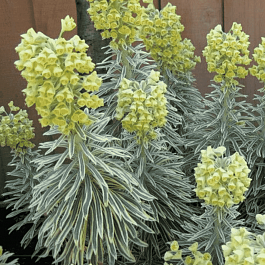 Молочай миндалевидный Tasmanian Tiger