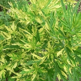 Полынь обыкновенная Variegata