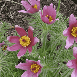 Прострел обыкновенный Rode Klokke