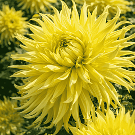 Георгина Star Spectacle