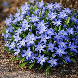 Хионодокса Forbesii