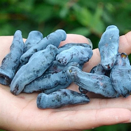 Жимолость съедобная Дочь Великана