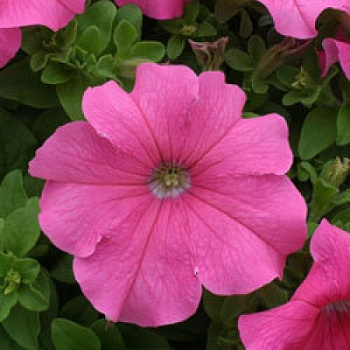 Петуния грандифлора Призм Пинк