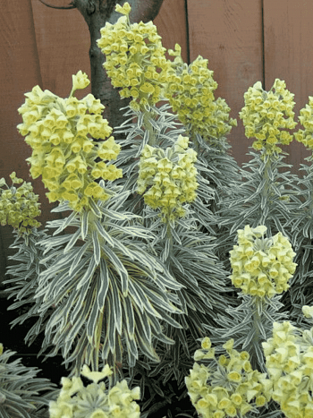 Молочай миндалевидный Tasmanian Tiger