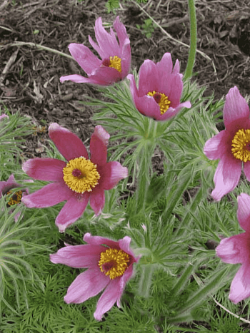 Прострел обыкновенный Rode Klokke