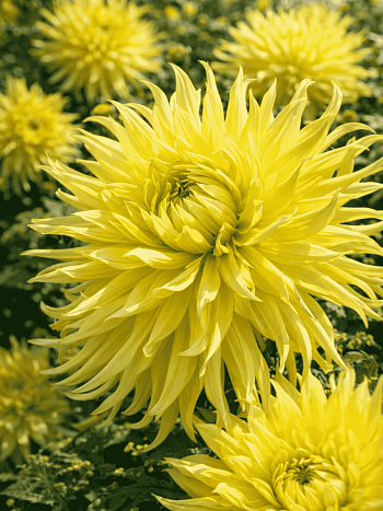 Георгина Star Spectacle