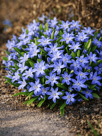 Хионодокса Forbesii