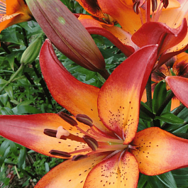 Лилия Royal Sunset