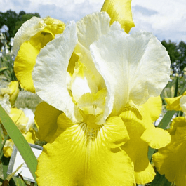 Ирис германский Tulip Festival