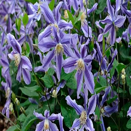 Клематис Mystic River