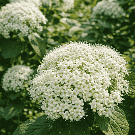 Калина гордовина