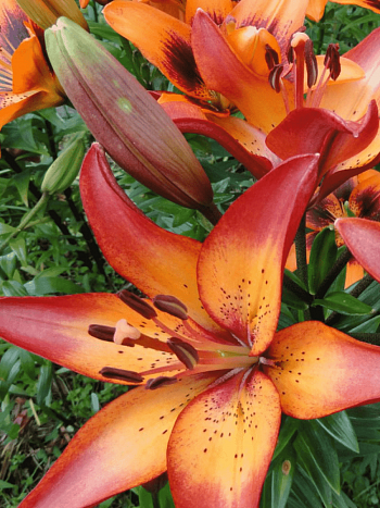 Лилия Royal Sunset