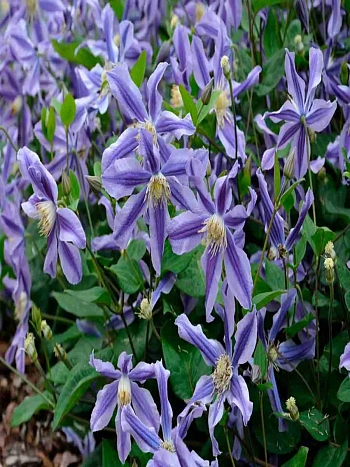 Клематис Mystic River