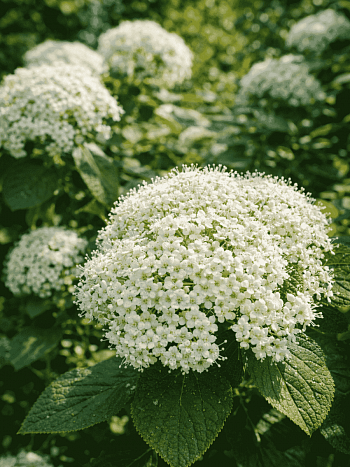 Калина гордовина