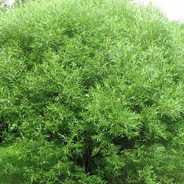 Ива козья Шаровидная