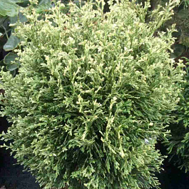 Туя западная Miss Frosty