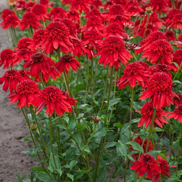 Эхинацея пурпурная Эксцентрик