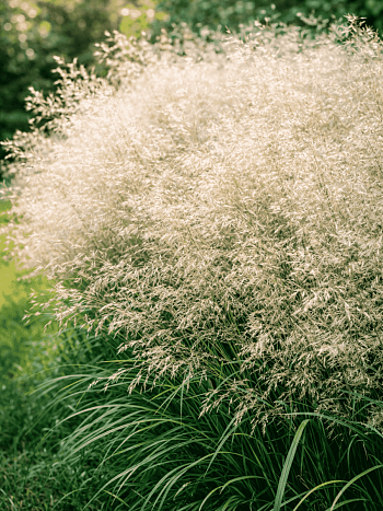 Щучка дернистая Palava