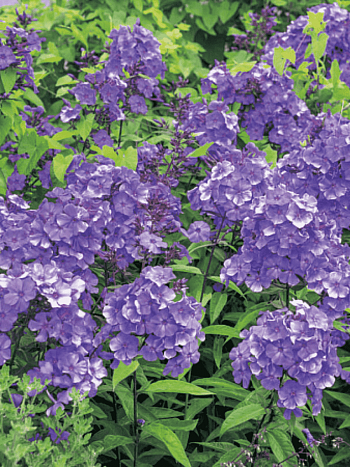 Флокс метельчатый Blue Paradise