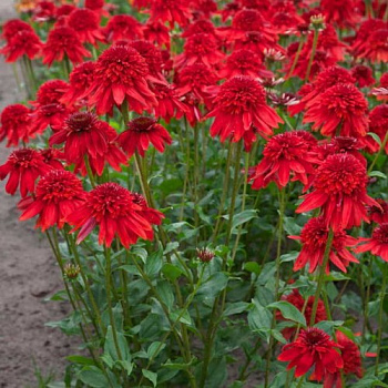 Эхинацея пурпурная Эксцентрик