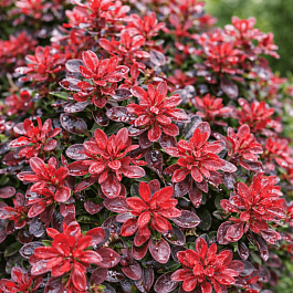 Барбарис Тунберга Bagatelle