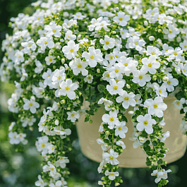 Бакопа Taifun Mega White 