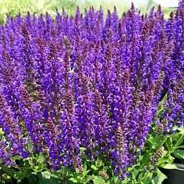 Сальвия дубравная Виола Клоуз