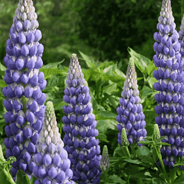 Люпин многолистный Legendary Blue Shades