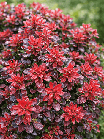 Барбарис Тунберга Bagatelle