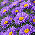 Астра альпийская Violet