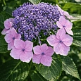 Гортензия шершавая Macrophylla