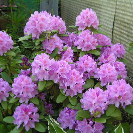 Рододендрон катевбинский Грандифлорум