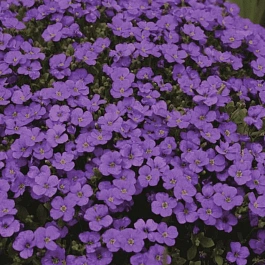 Аубриета Audrey Blue Shades