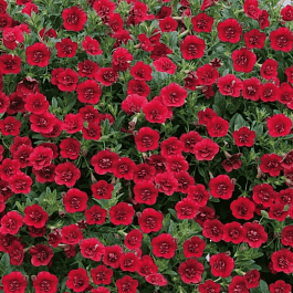 Калибрахоа  Calita Red