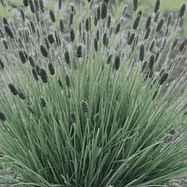 Сеслерия блестящая