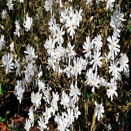 Магнолия звёздчатая