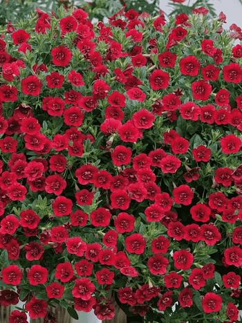 Калибрахоа  Calita Red