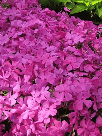 Флокс шиловидный Mac Daniel's Cushion