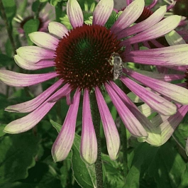 Эхинацея пурпурная Green Envy