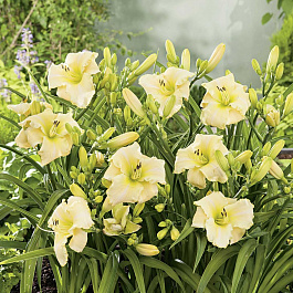 Лилейник гибридный Арктик Сноу НАБОР 2ШТ (1+1)