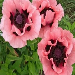 Мак восточный Prinсess Victoria Louise