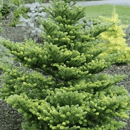 Пихта корейская Molli