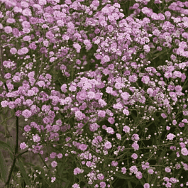 Гипсофила метельчатая Pink