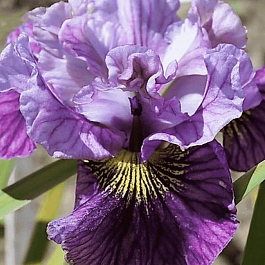 Ирис сибирский Mad Hat